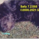 Sally 7.2.055